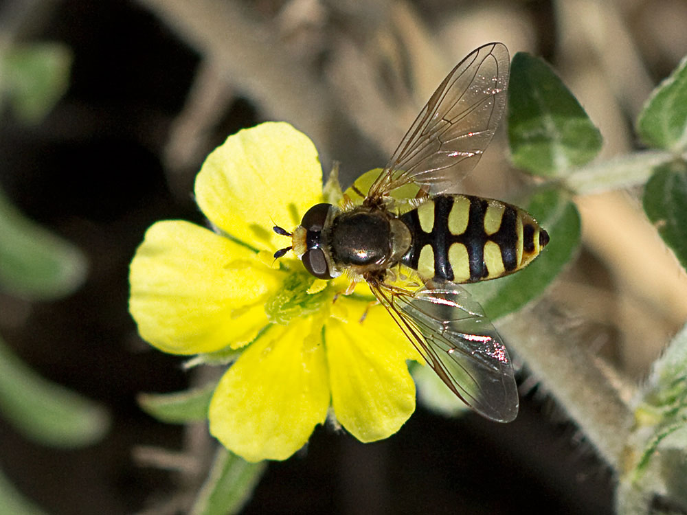 Abrojos (Tribulus terrestris)