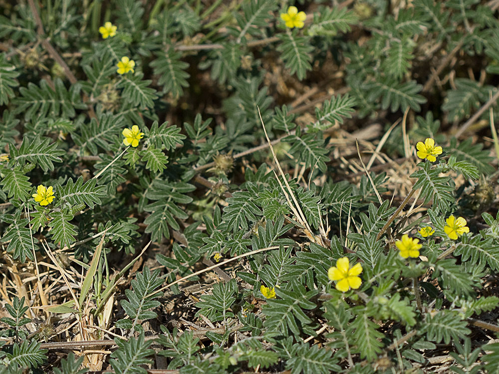 Abrojos (Tribulus terrestris)