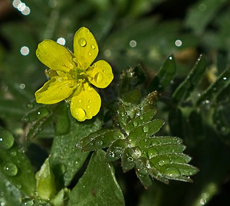 Flor del Abrojo (Tribulus terrestris)