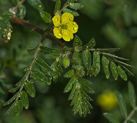 Mata de Abrojos (tribulus terrestris)