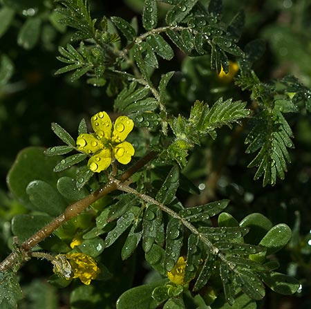 Flor y rama del Abrojo (Tribulus terrestris)