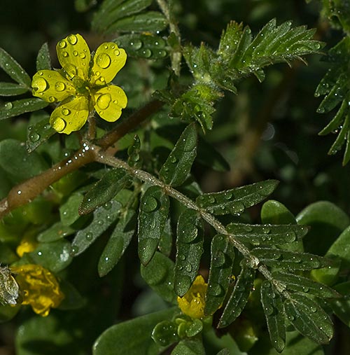 Flor y rama del Abrojo (Tribulus terrestris)