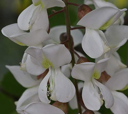 Robinia pseudoacacia