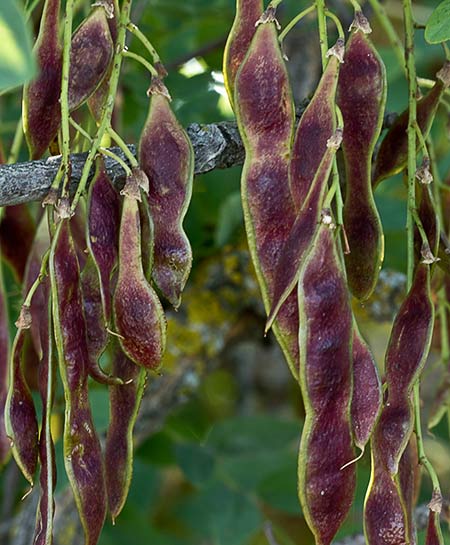Legumbres de la Acacia falsa (Robinia pseudoacacia)