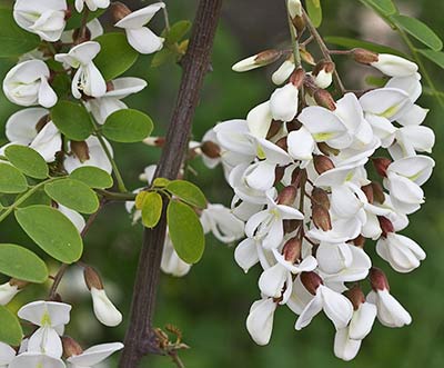 Robinia pseudoacacia