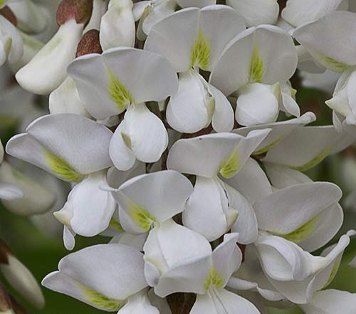 Robinia pseudoacacia
