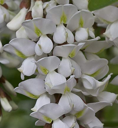 Robinia pseudoacacia