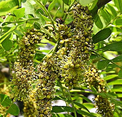 Flores de la acacia