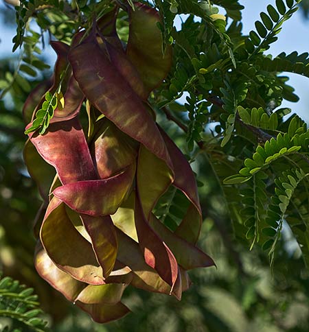 Acacias (Gleditsia triacanthos)