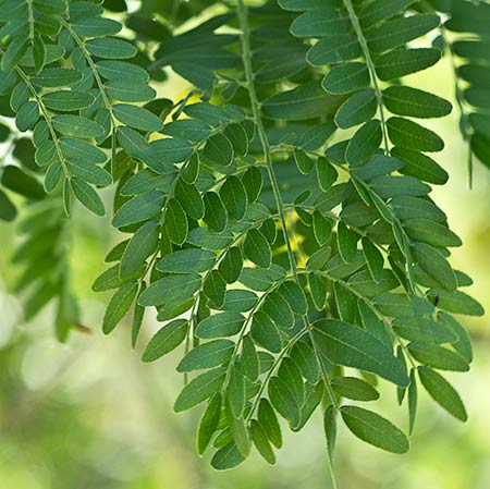 Hojas de la acacia (Gleditsia triacanthosa)