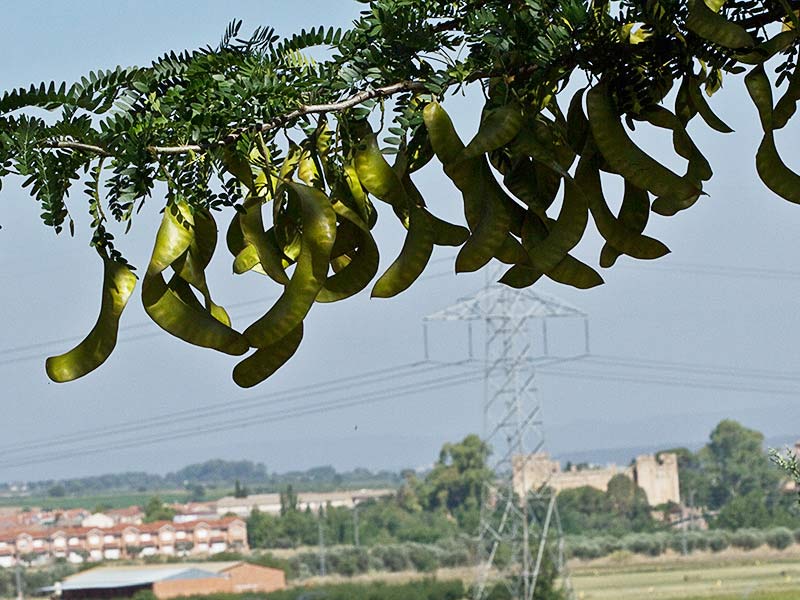 Frutos de la acacia (en el fondo el pueblo)