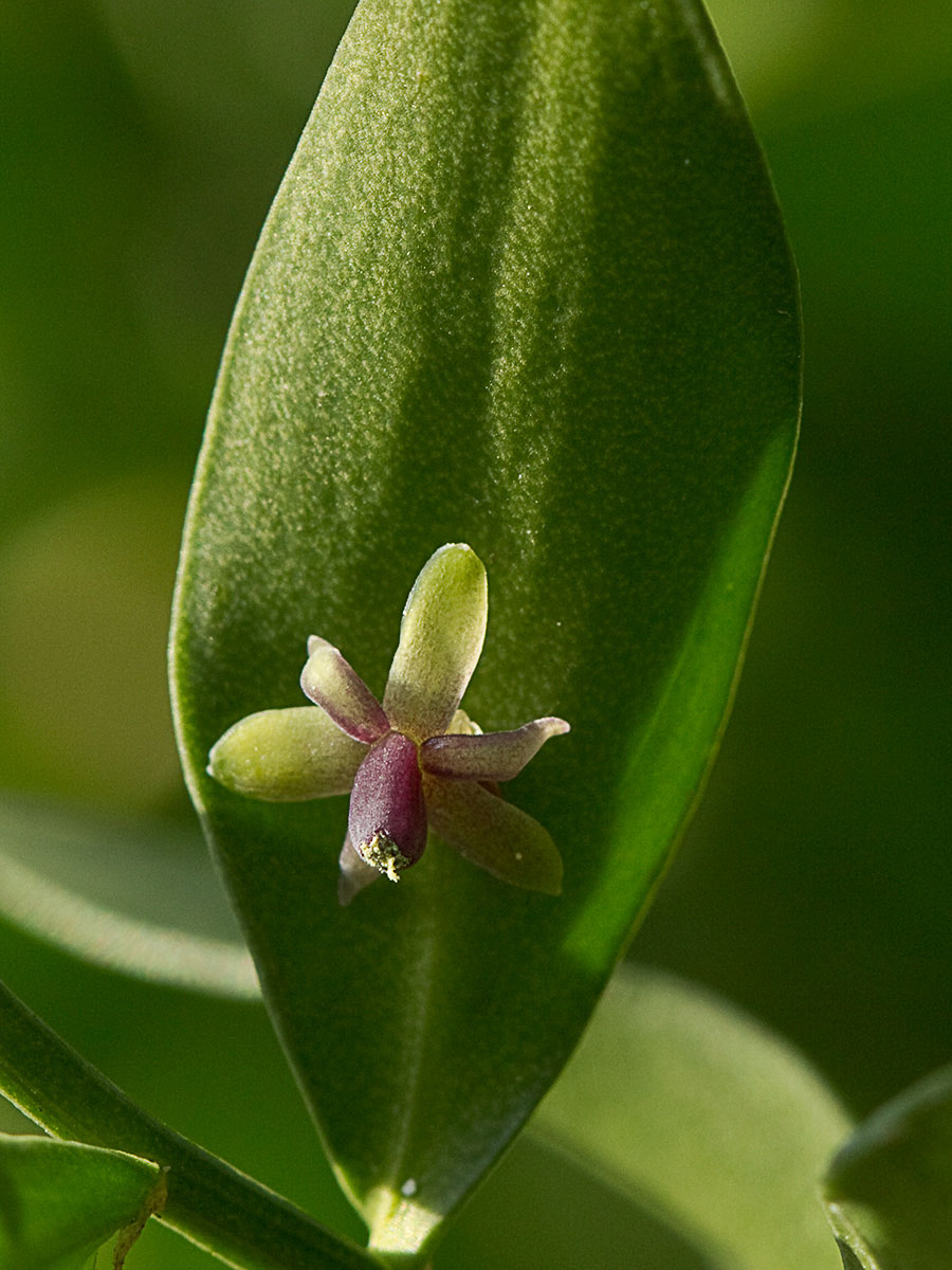 Acebo menor (Ruscus aculeatus) 