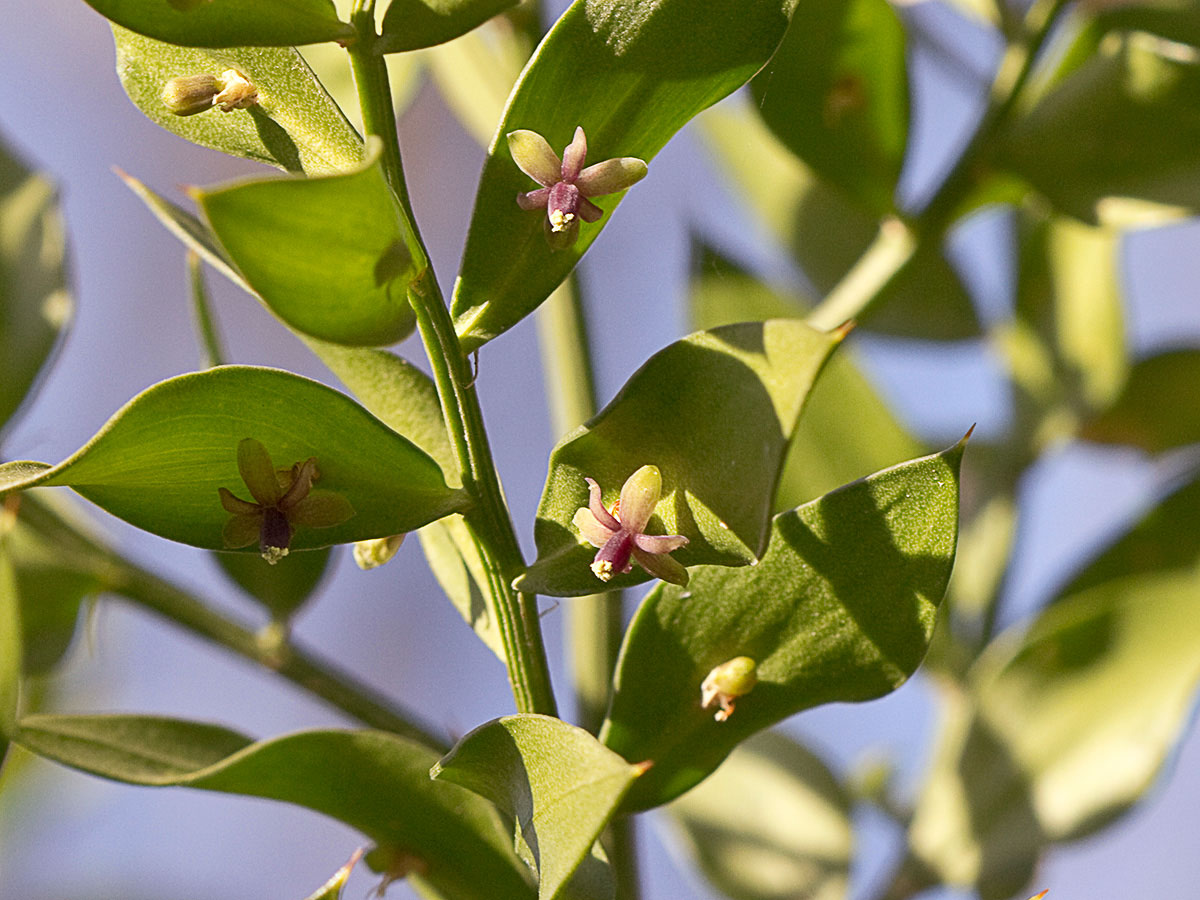 Acebo menor (Ruscus aculeatus) 