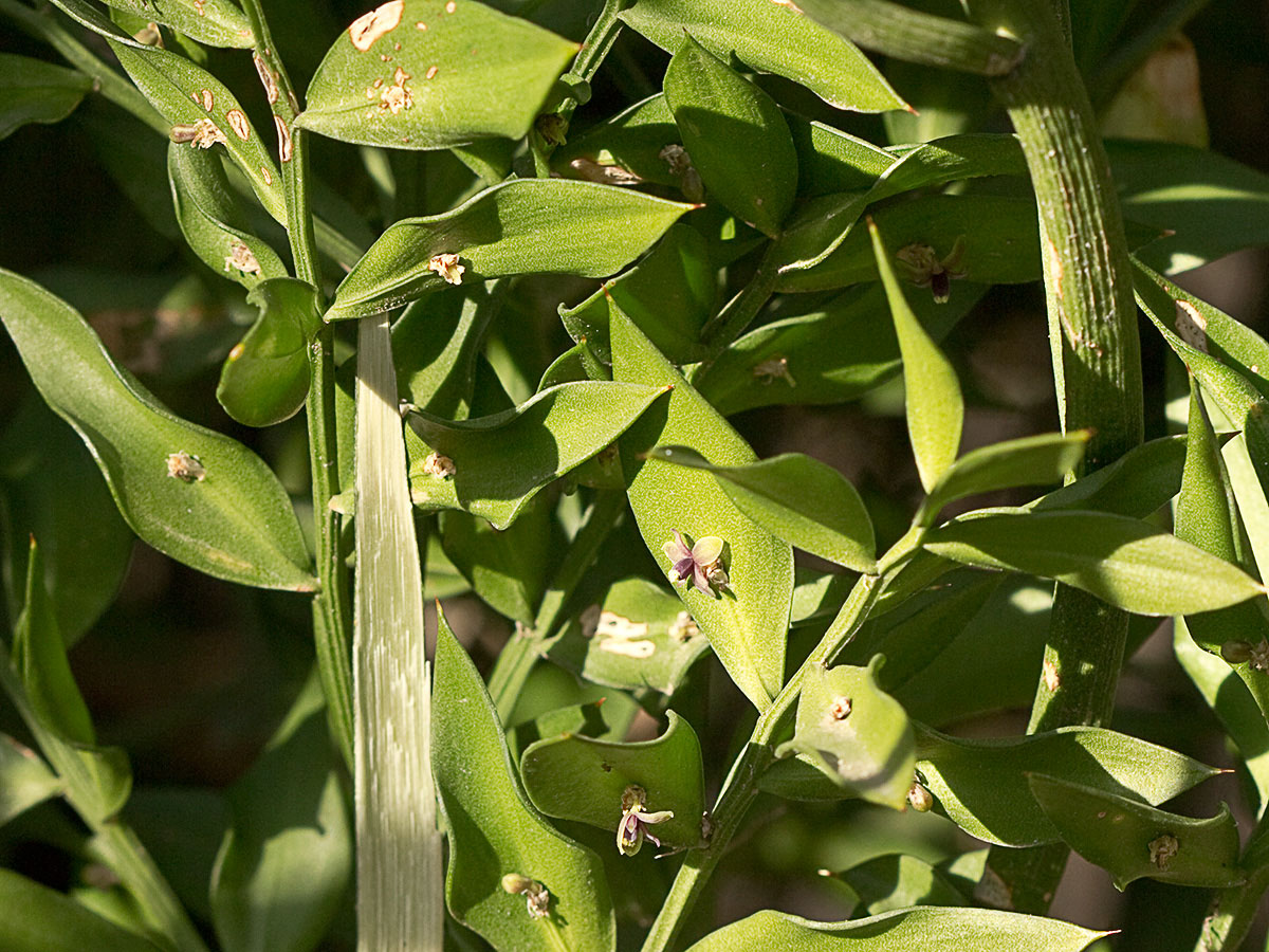 Acebo menor (Ruscus aculeatus) 