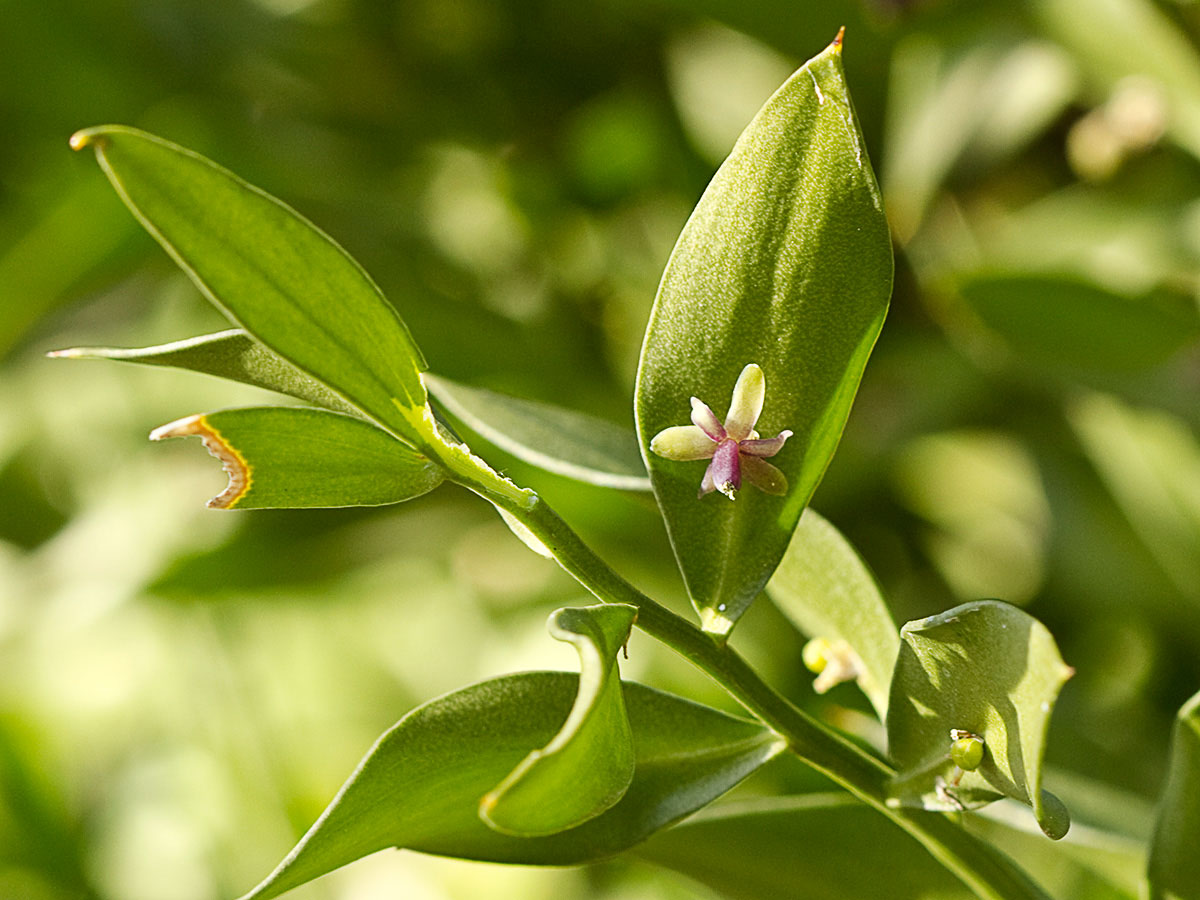 Acebo menor (Ruscus aculeatus) 