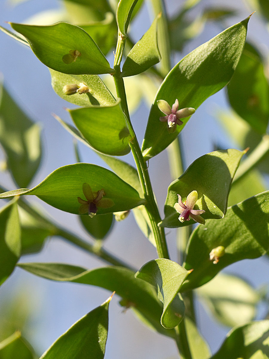 Acebo menor (Ruscus aculeatus) 