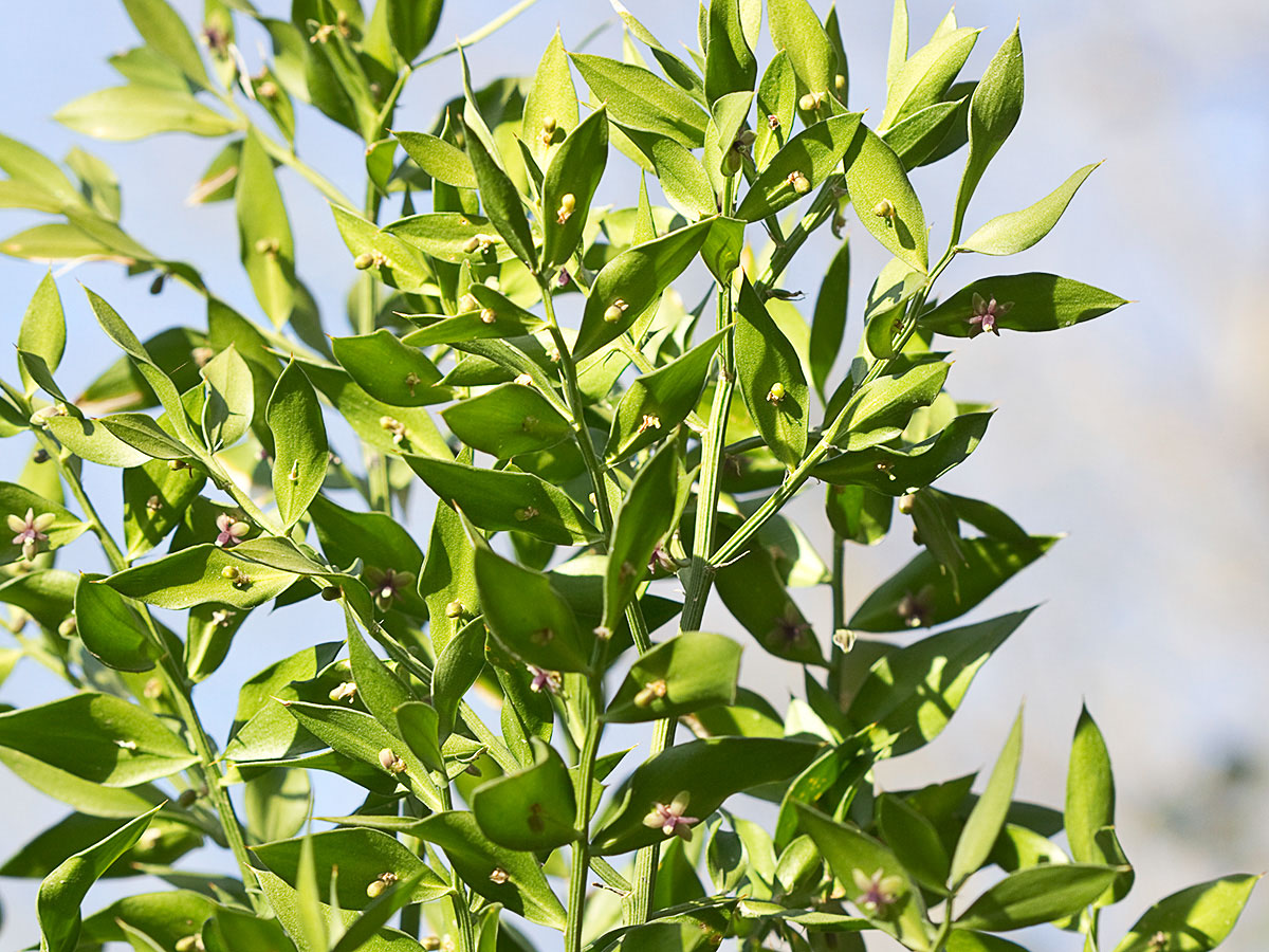 Acebo menor (Ruscus aculeatus) 