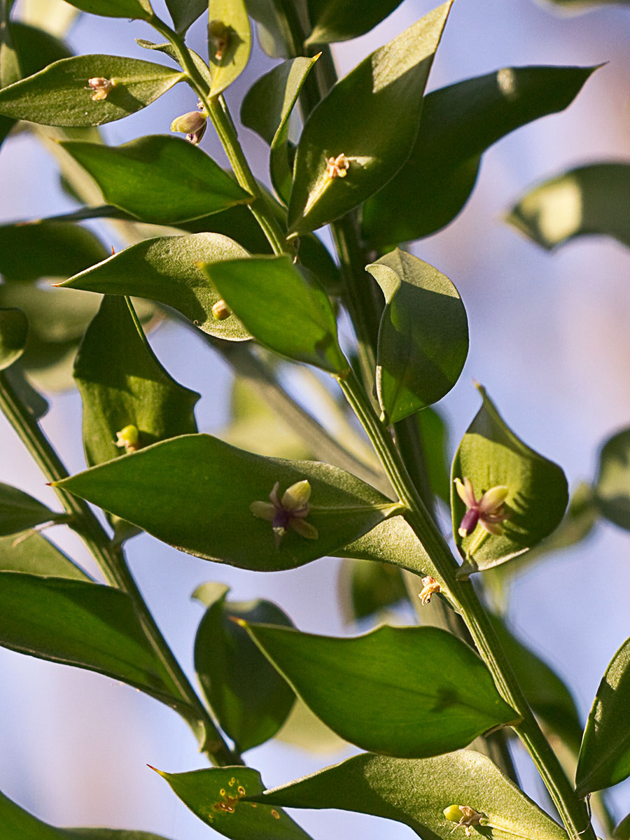 Acebo menor (Ruscus aculeatus) 