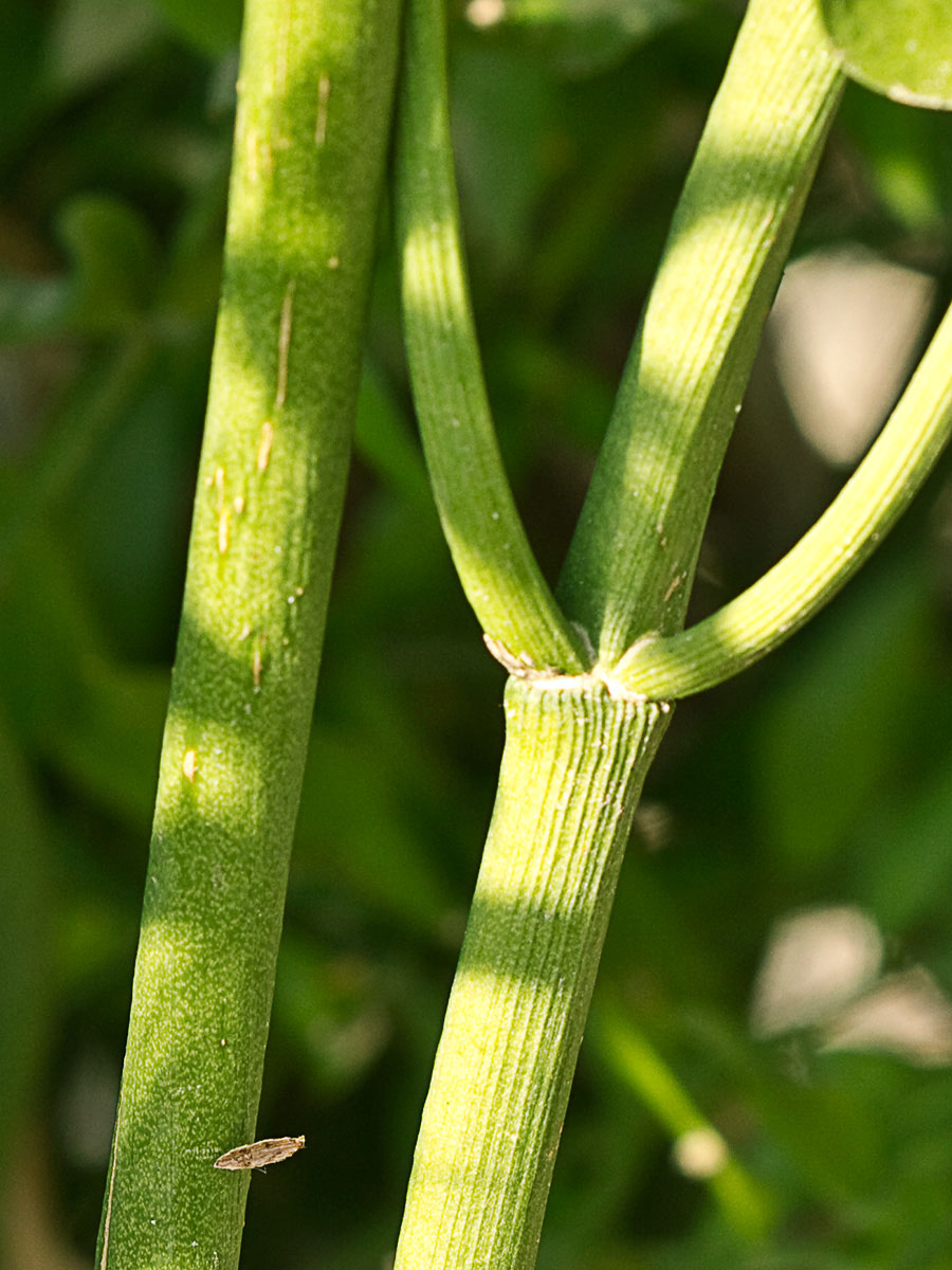 Acebo menor (Ruscus aculeatus) 