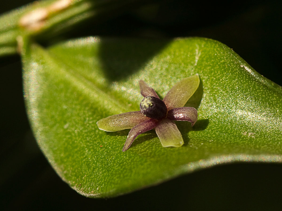 Acebo menor (Ruscus aculeatus) 