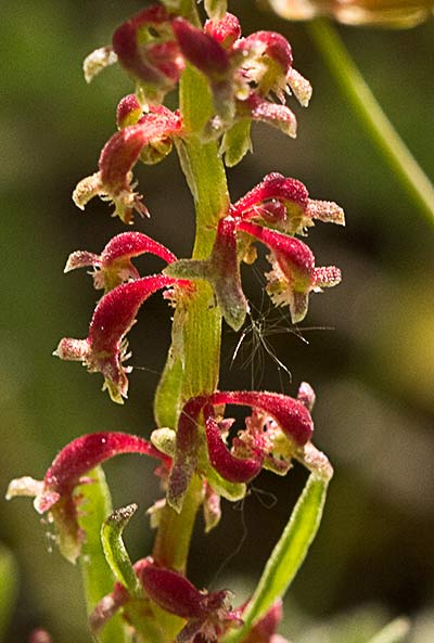 Acedera de lagarto (Rumex bucephalophorus)