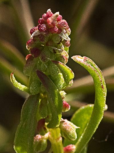 Acedera de lagarto (Rumex bucephalophorus)