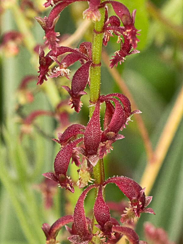 Acedera de lagarto (Rumex bucephalophorus)