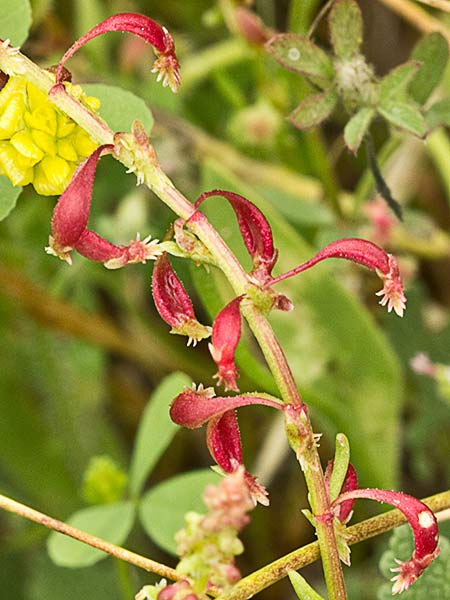 Acedera de lagarto (Rumex bucephalophorus)