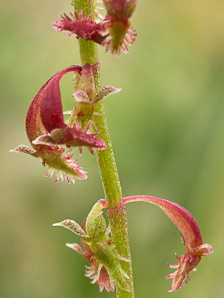 Acedera de lagarto (Rumex bucephalophorus)