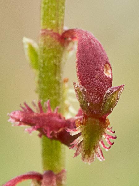 Acedera de lagarto (Rumex bucephalophorus)