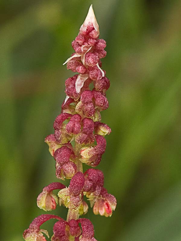 Acedera de lagarto (Rumex bucephalophorus)