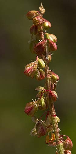 Acederilla (Rumex acetosella)