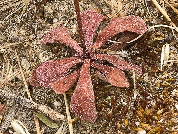 Acelguilla espinosa (Limonium echioides)
