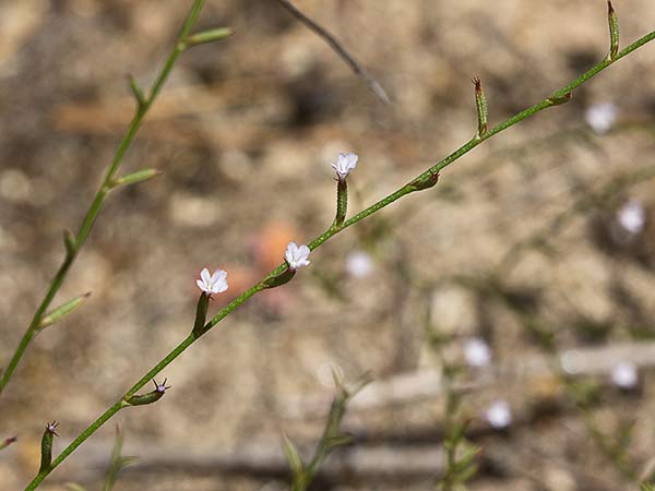Acelguilla espinosa (Limonium echioides)
