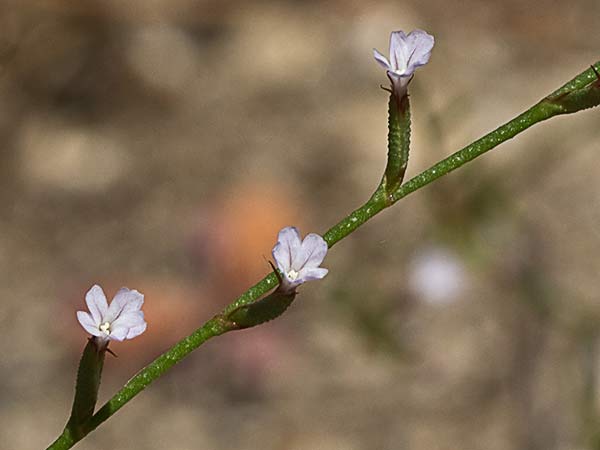 Acelguilla espinosa (Limonium echioides)