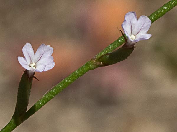 Acelguilla espinosa (Limonium echioides)