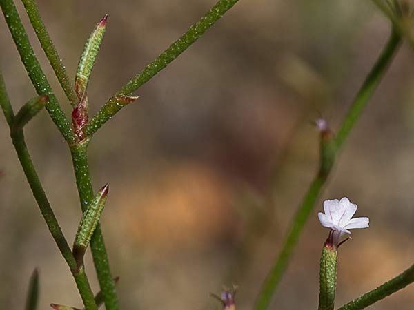 Acelguilla espinosa (Limonium echioides)