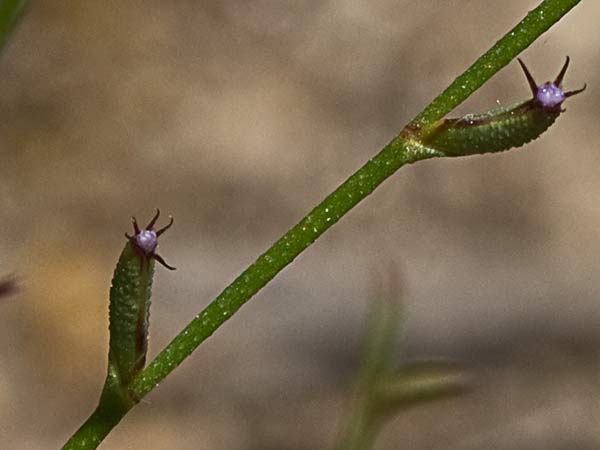 Acelguilla espinosa (Limonium echioides)
