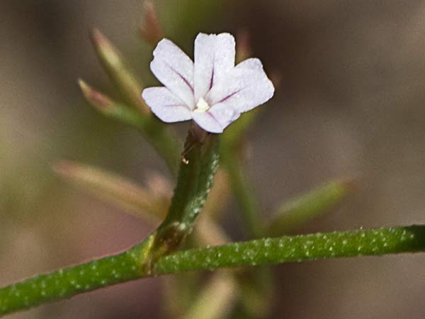 Acelguilla espinosa (Limonium echioides)