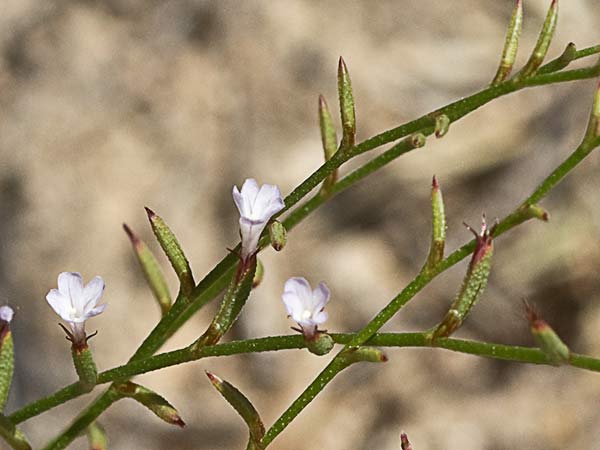 Acelguilla espinosa (Limonium echioides)