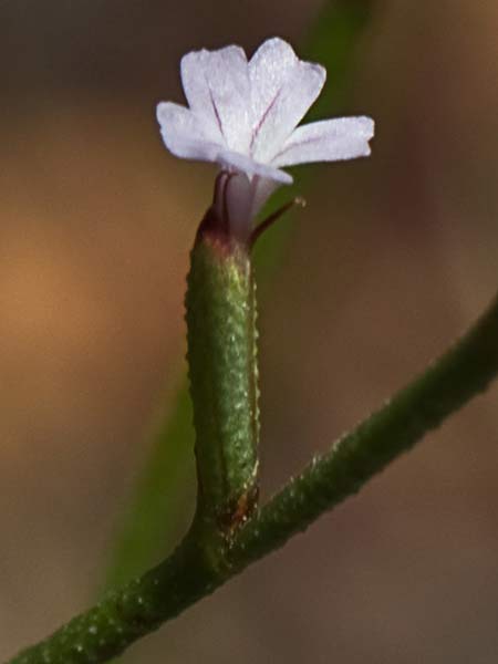 Acelguilla espinosa (Limonium echioides)