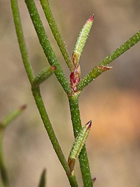Acelguilla espinosa (Limonium echioides)