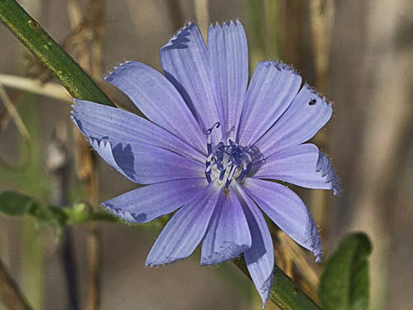Flor de la achicoria (Cichorium intybus) 