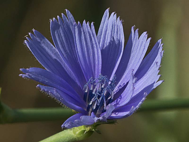 Flor de la achicoria (Cichorium intybus) 