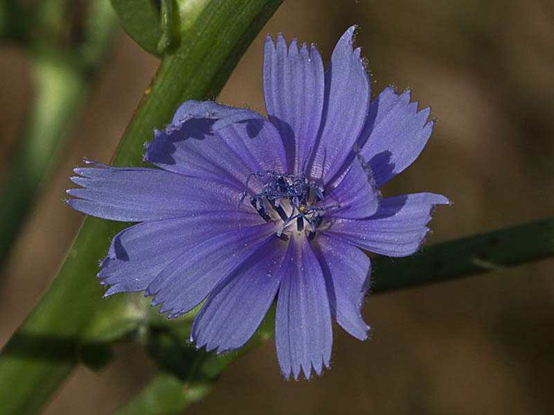 Flor de la achicoria (Cichorium intybus) 