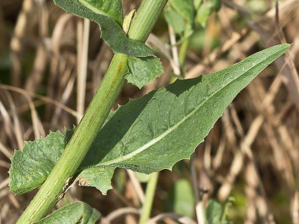 Tallo y hojas caulinares de la achicoria (Cichorium intybus) 