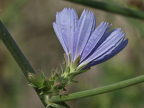 Flor de la achicoria (Cichorium intybus) 