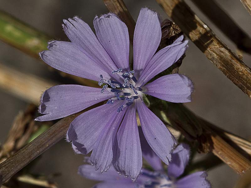 Flor de la achicoria (Cichorium intybus) 