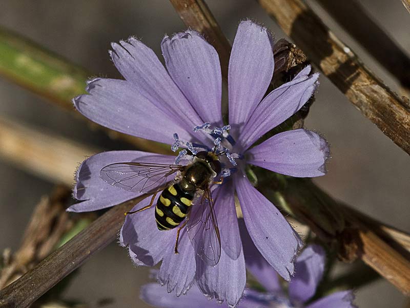Flor de la achicoria (Cichorium intybus) 