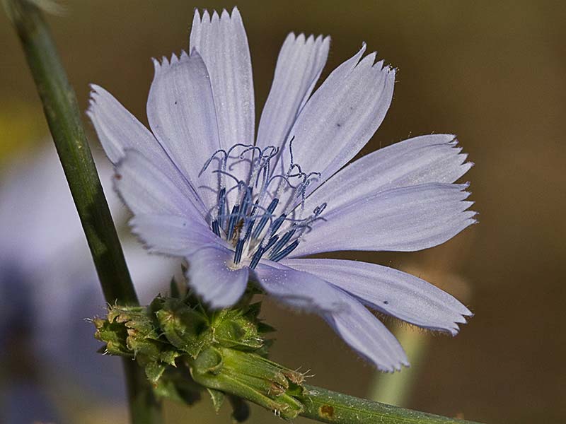 Flor de la achicoria (Cichorium intybus) 